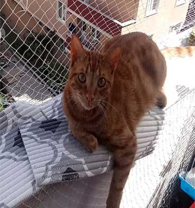 Kedi